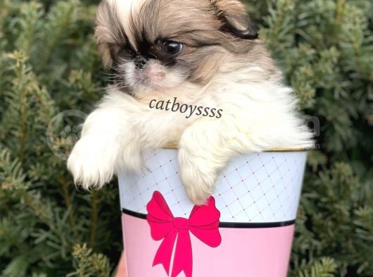 Mini Shihtzu Erkek Yavrular görsel