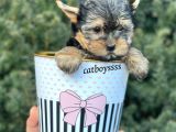 Yorkshire Terrier Mini Erkek Yavrumuz