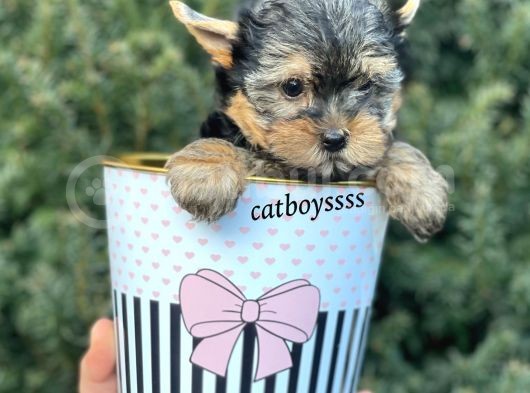 Yorkshire Terrier Mini Erkek Yavrumuz görsel