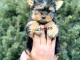 Safkan Mini Yorkshire Terrier Yavrularımız