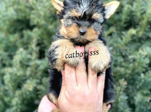 Safkan Mini Yorkshire Terrier Yavrularımız görsel