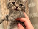 Whiskas Erkek Yavru
