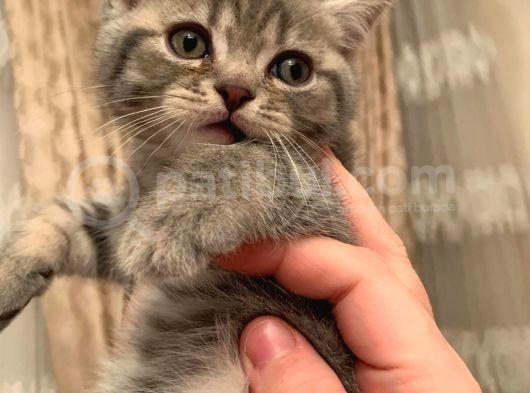 Whiskas Erkek Yavru görsel