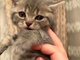 Whiskas Erkek Yavru