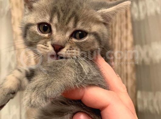 Whiskas Erkek Yavru