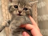 Whiskas Erkek Yavru