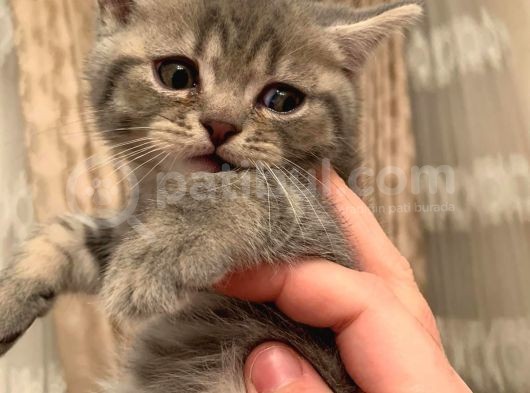 Whiskas Erkek Yavru görsel