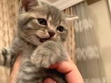 Whiskas Erkek Yavru