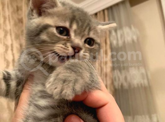 Whiskas Erkek Yavru görsel