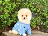 Sahibinden Orjinal Pomeranian Boo