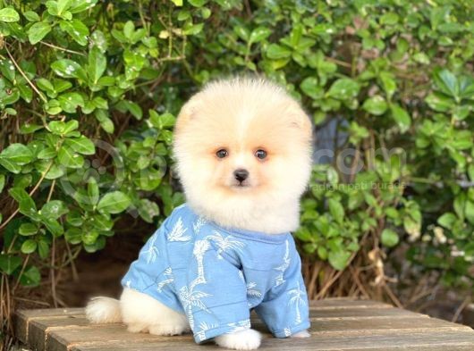 Sahibinden Orjinal Pomeranian Boo görsel