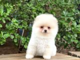 Sahibinden Orjinal Pomeranian Boo