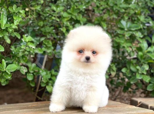 Sahibinden Orjinal Pomeranian Boo görsel
