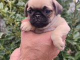 Pug Bebekler