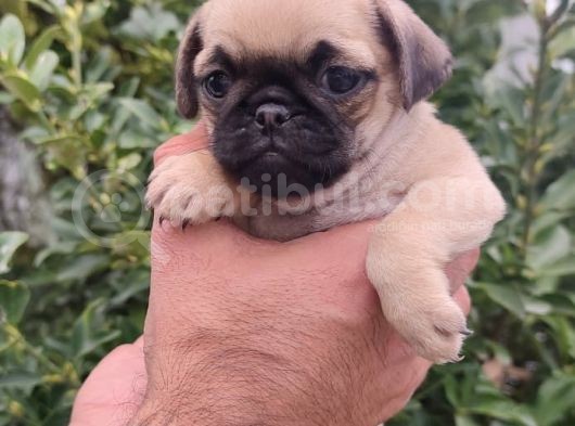 Pug Bebekler görsel