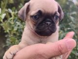Pug Bebekler