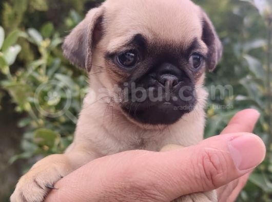 Pug Bebekler görsel