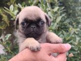 Pug Bebekler