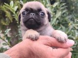 Pug Bebekler