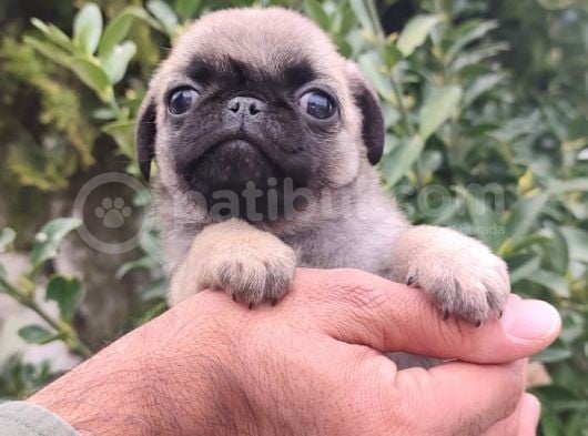 Pug Bebekler görsel