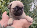 Pug Bebekler