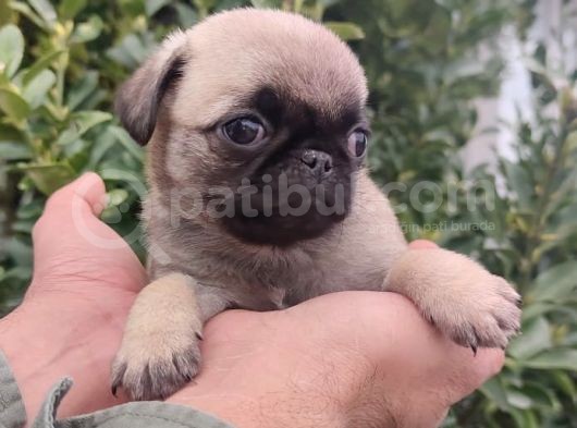 Pug Bebekler görsel