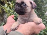 Pug Bebekler