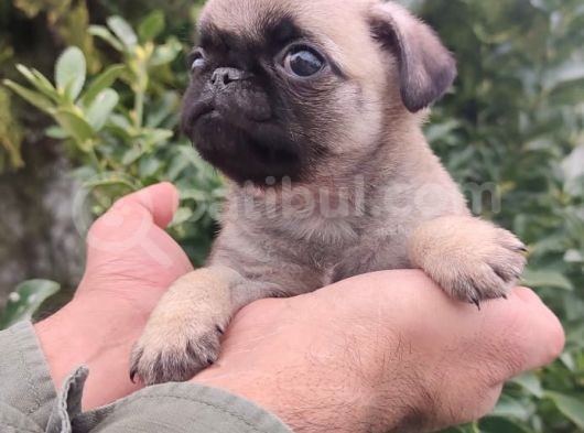 Pug Bebekler görsel