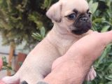 Pug Bebekler