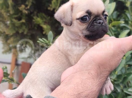 Pug Bebekler görsel