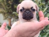 Pug Bebekler