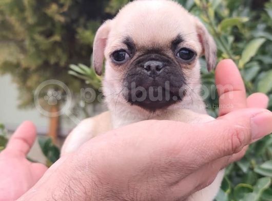 Pug Bebekler