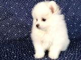 Pomerian Boo Kusursuz 2.5 Aylık Erkek