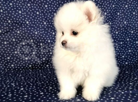 Pomerian Boo Kusursuz 2.5 Aylık Erkek görsel