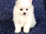 Pomerian Boo Kusursuz 2.5 Aylık Erkek