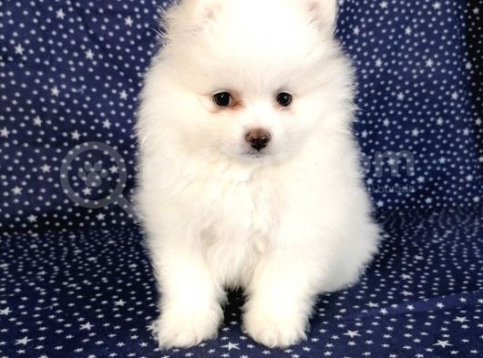 Pomerian Boo Kusursuz 2.5 Aylık Erkek görsel