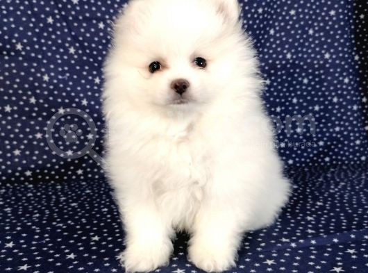Pomerian Boo Kusursuz 2.5 Aylık Erkek görsel