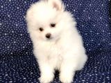 Pomerian Boo Kusursuz 2.5 Aylık Erkek
