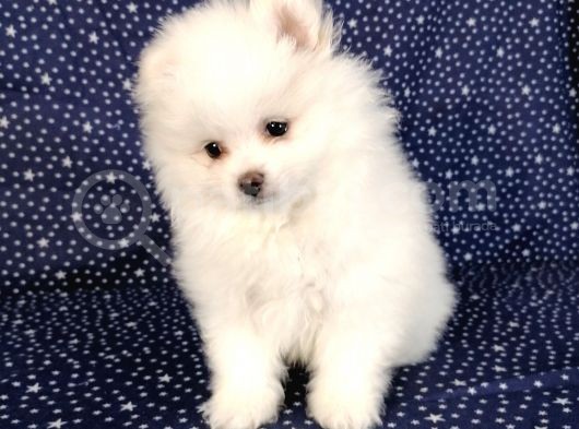 Pomerian Boo Kusursuz 2.5 Aylık Erkek görsel