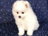 Pomerian Boo Kusursuz 2.5 Aylık Erkek