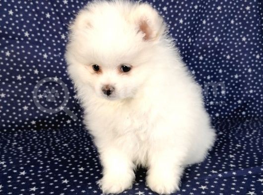 Pomerian Boo Kusursuz 2.5 Aylık Erkek
