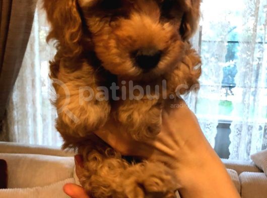 Toy Poodle görsel