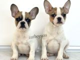 Safkan French Bulldog Yavrularımız