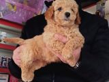 Toy Poodle