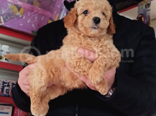 Toy Poodle