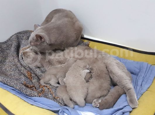 Anne Baba Safkan British Shorthair görsel