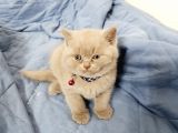 Anne Baba Safkan British Shorthair