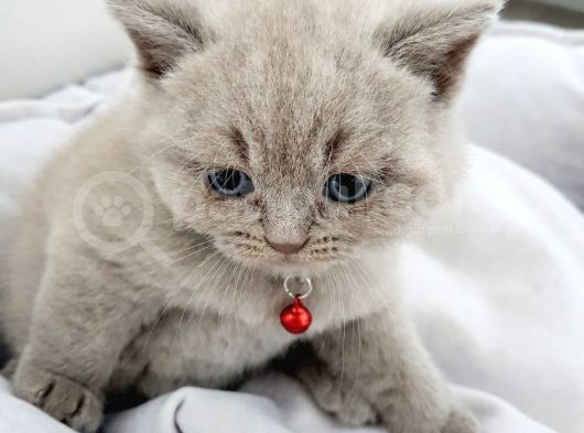 Anne Baba Safkan British Shorthair görsel