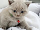 Anne Baba Safkan British Shorthair