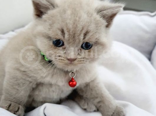 Anne Baba Safkan British Shorthair görsel